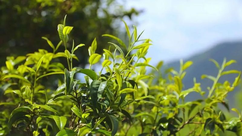 有关于景东县2023年“无量论茶”凤冠山古茶园分会场首届开采节圆满举办的资讯(9)