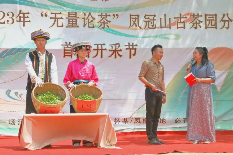有关于景东县2023年“无量论茶”凤冠山古茶园分会场首届开采节圆满举办的资讯(5)