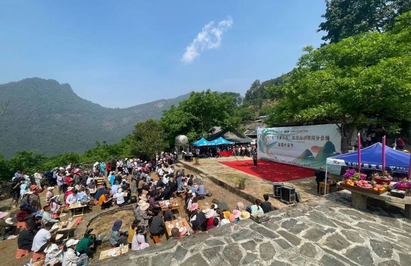 有关于景东县2023年“无量论茶”凤冠山古茶园分会场首届开采节圆满举办的资讯