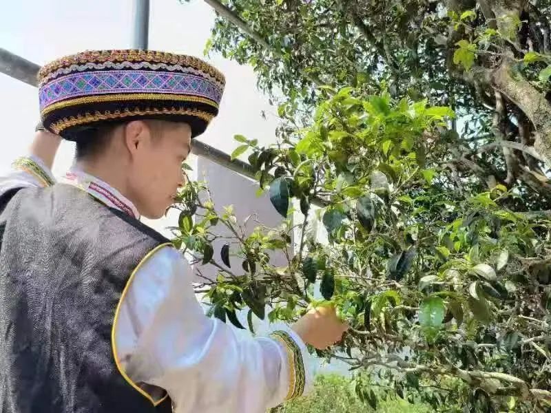 有关于景东县2023年“无量论茶”凤冠山古茶园分会场首届开采节圆满举办的资讯(7)