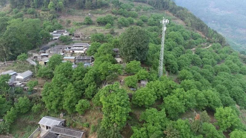 有关于景东县2023年“无量论茶”凤冠山古茶园分会场首届开采节圆满举办的资讯(10)
