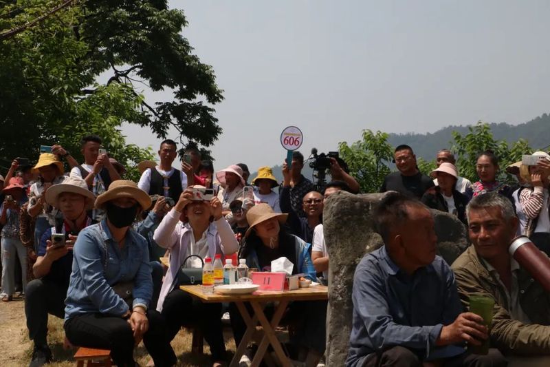 有关于景东县2023年“无量论茶”凤冠山古茶园分会场首届开采节圆满举办的资讯(3)