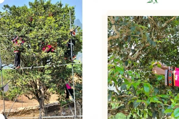 有关于景东县2023年“无量论茶”凤冠山古茶园分会场首届开采节圆满举办的资讯(4)