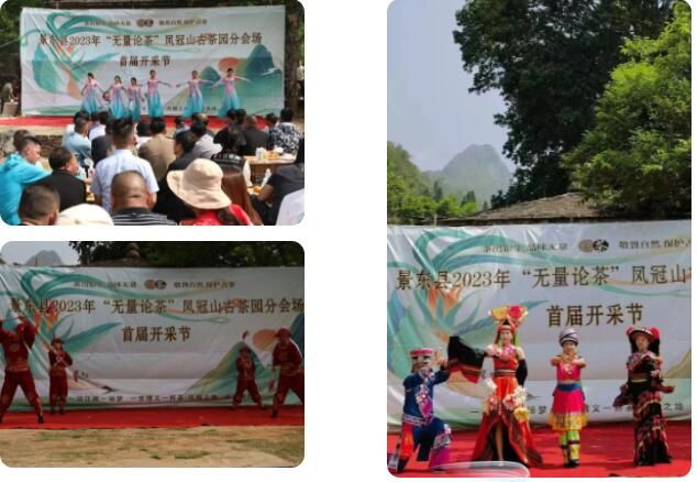 有关于景东县2023年“无量论茶”凤冠山古茶园分会场首届开采节圆满举办的资讯(2)