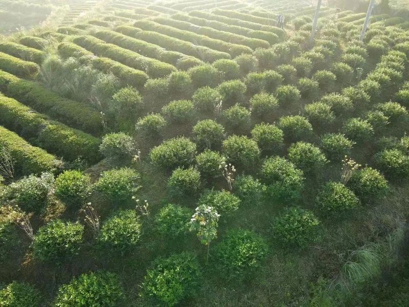 关于“世界双遗”带火观音铁韵，“三茶”统筹绘就茶业盛景的相关信息(2)