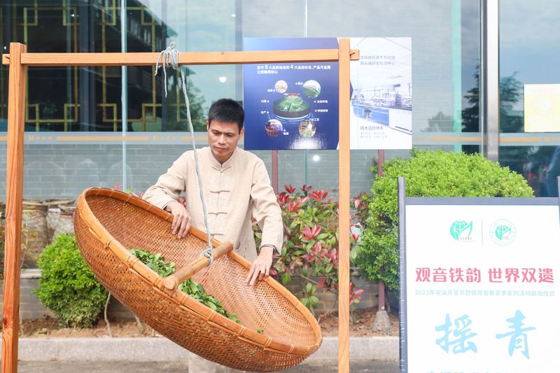 关于“世界双遗”带火观音铁韵，“三茶”统筹绘就茶业盛景的相关信息(15)