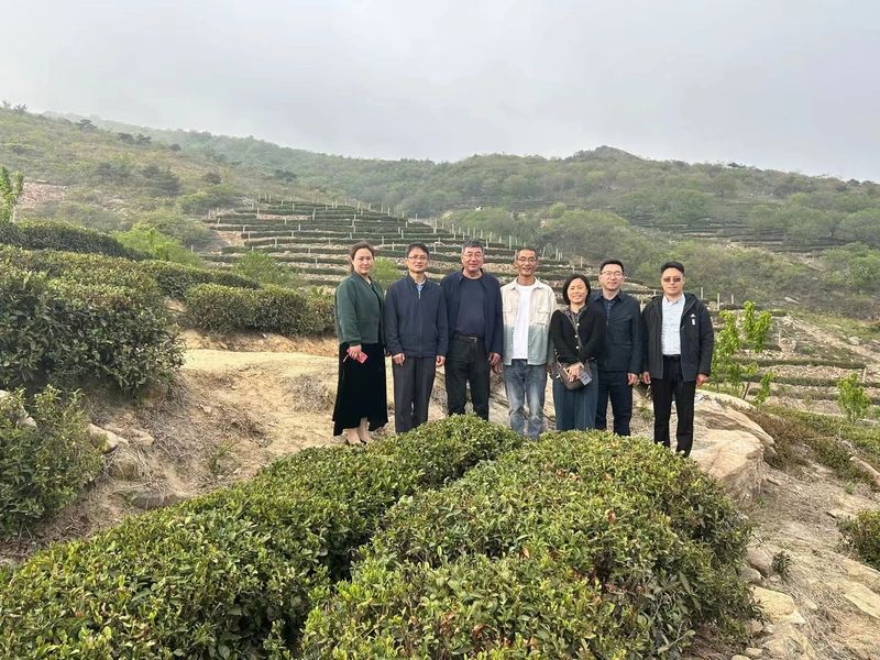 关于走进茶区———江苏省茶叶学会专家考察连云港茶产业的信息