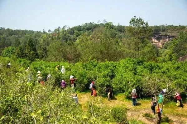 有关于福建武夷山：岩茶开采的资讯