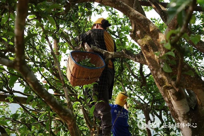 有关于开采啦！昌宁栽培型千年古茶开采的相关信息(2)