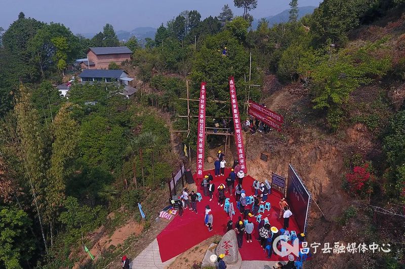 有关于开采啦！昌宁栽培型千年古茶开采的相关信息(1)