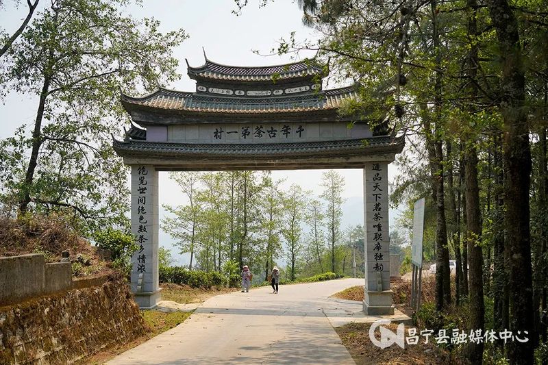 有关于开采啦！昌宁栽培型千年古茶开采的相关信息