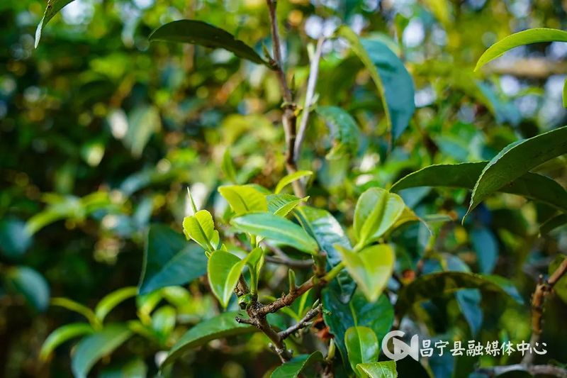 有关于开采啦！昌宁栽培型千年古茶开采的相关信息(3)