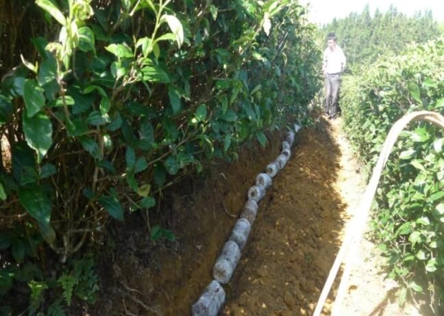 有关于福建省农科院这项技术 为高山茶园科技赋能提质增效的信息(4)