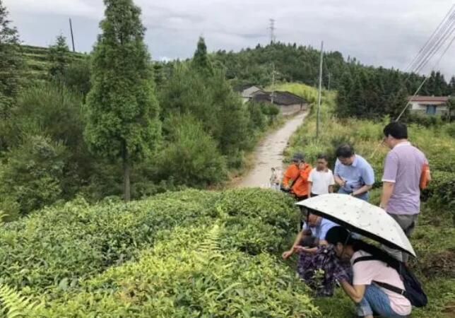 有关于福建省农科院这项技术 为高山茶园科技赋能提质增效的信息