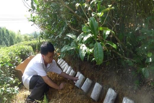 有关于福建省农科院这项技术 为高山茶园科技赋能提质增效的信息(3)