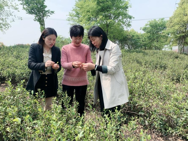 关于上党镇开展茶园病虫害绿色防控技术培训的新闻(2)