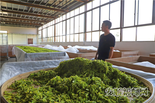 有关于普定贡达村：一片“茶叶” 托起乡村振兴新希望的资讯(3)