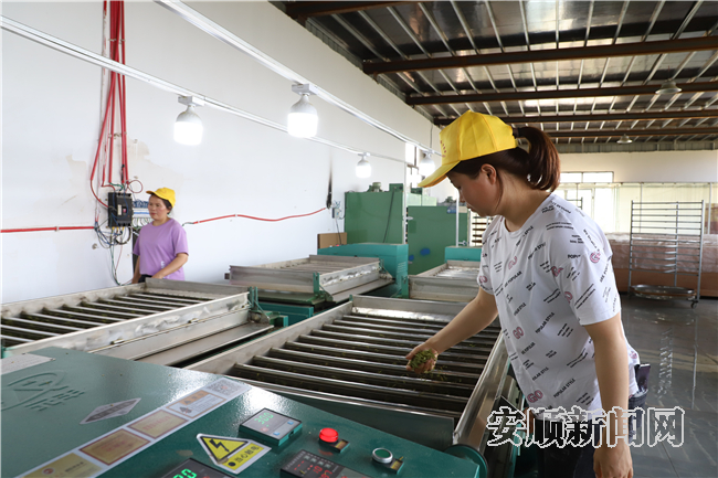 有关于普定贡达村：一片“茶叶” 托起乡村振兴新希望的资讯(4)