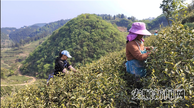 有关于普定贡达村：一片“茶叶” 托起乡村振兴新希望的资讯