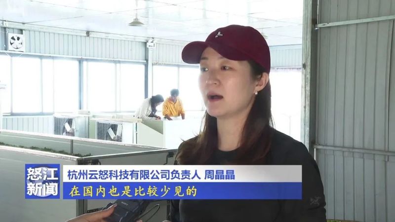 关于老姆登：春茶飘香采摘忙 茶农迎来增收季的相关信息(6)