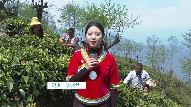 关于老姆登：春茶飘香采摘忙 茶农迎来增收季的相关信息(1)