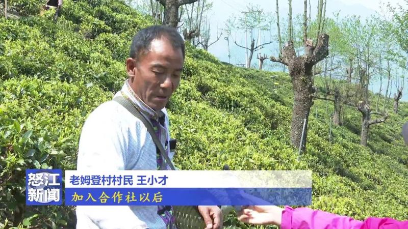 关于老姆登：春茶飘香采摘忙 茶农迎来增收季的相关信息(2)