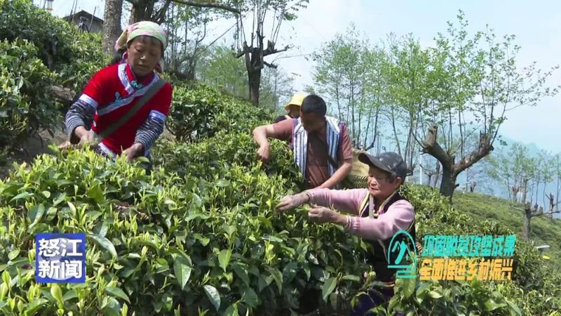关于老姆登：春茶飘香采摘忙 茶农迎来增收季的相关信息