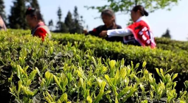 关于乌蒙山乡溢茶香 苗岭飞歌采茶忙的资讯
