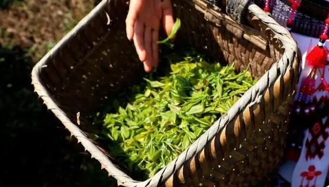 关于乌蒙山乡溢茶香 苗岭飞歌采茶忙的资讯(1)