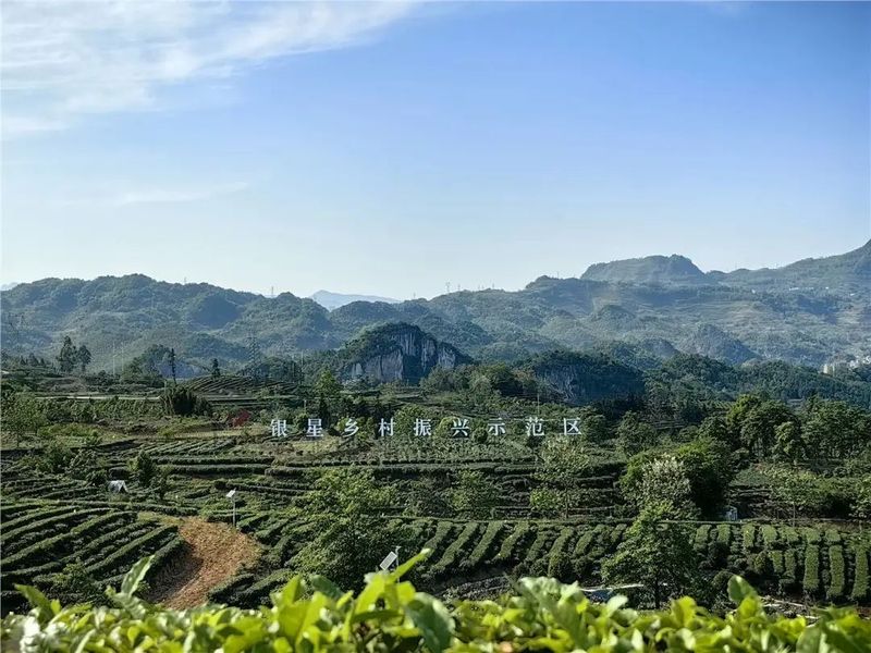 关于以打造“中国红茶第一县”为目标推进茶产业高质量发展的相关内容(1)