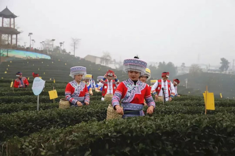 关于以打造“中国红茶第一县”为目标推进茶产业高质量发展的相关内容(2)