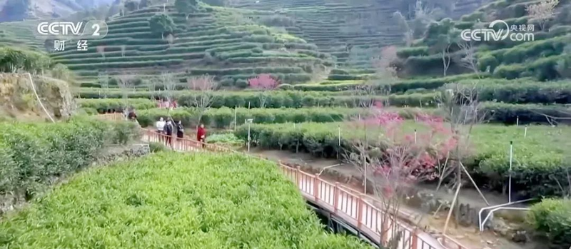 有关于央视聚焦潮州茶产业引发茶界共鸣的新闻(11)