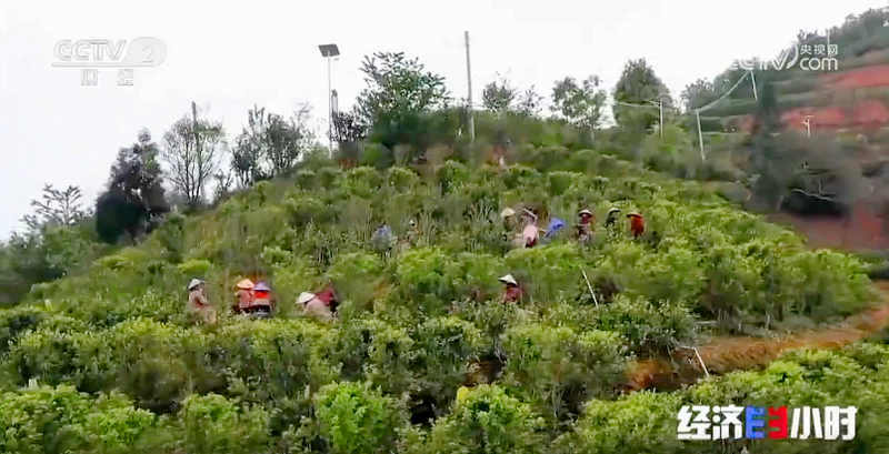 有关于央视聚焦潮州茶产业引发茶界共鸣的新闻(5)
