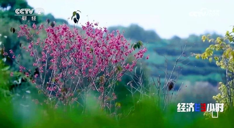 有关于央视聚焦潮州茶产业引发茶界共鸣的新闻(12)