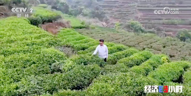 有关于央视聚焦潮州茶产业引发茶界共鸣的新闻(4)