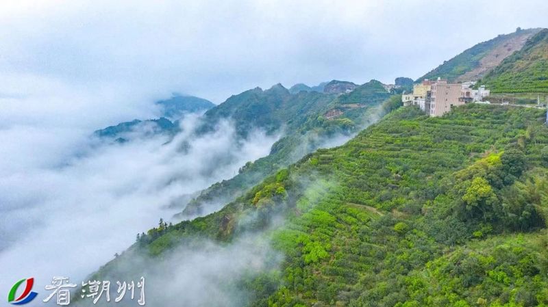 有关于央视聚焦潮州茶产业引发茶界共鸣的新闻(1)