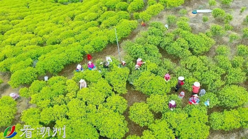 有关于央视聚焦潮州茶产业引发茶界共鸣的新闻(13)