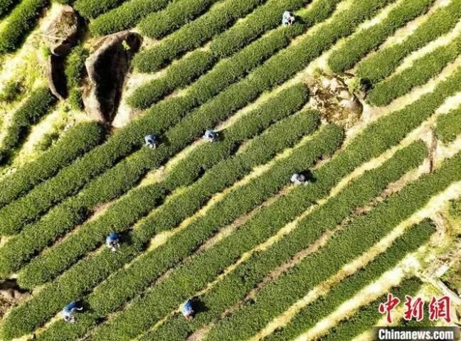 有关于江西武夷山镇 谷雨至 春茶飘香的相关内容(3)