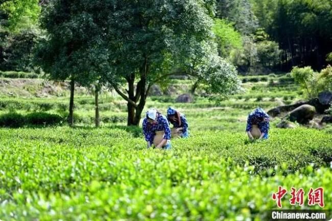 有关于江西武夷山镇 谷雨至 春茶飘香的相关内容(4)