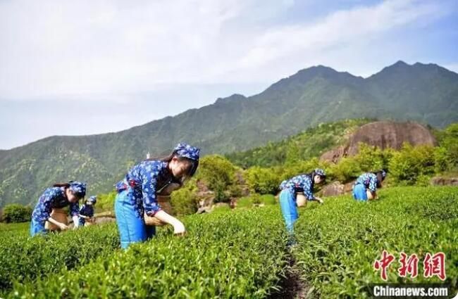 有关于江西武夷山镇 谷雨至 春茶飘香的相关内容