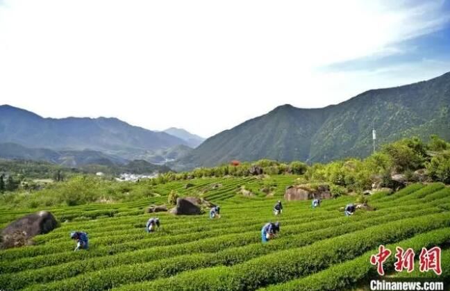 有关于江西武夷山镇 谷雨至 春茶飘香的相关内容(2)
