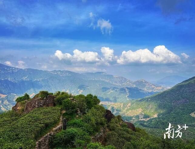 有关于古树茶飘香，凤凰采茶忙！预计今年春茶产量900多万斤的相关信息(5)