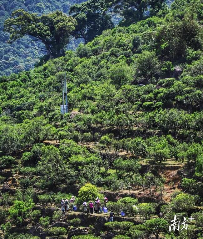 有关于古树茶飘香，凤凰采茶忙！预计今年春茶产量900多万斤的相关信息(2)