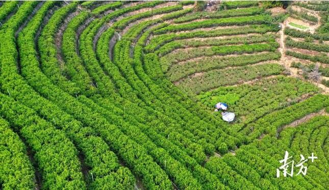 有关于古树茶飘香，凤凰采茶忙！预计今年春茶产量900多万斤的相关信息(13)