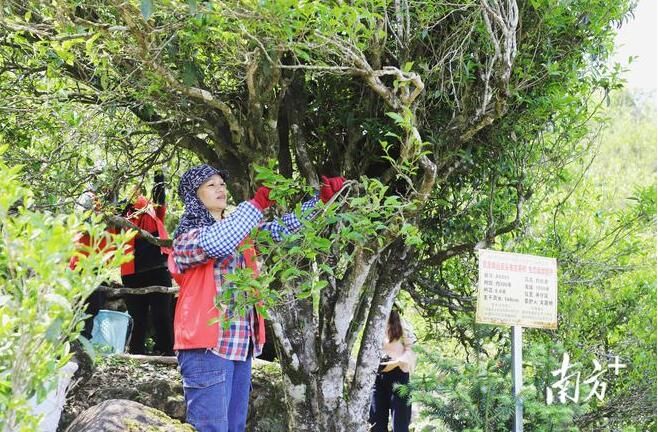 有关于古树茶飘香，凤凰采茶忙！预计今年春茶产量900多万斤的相关信息(1)