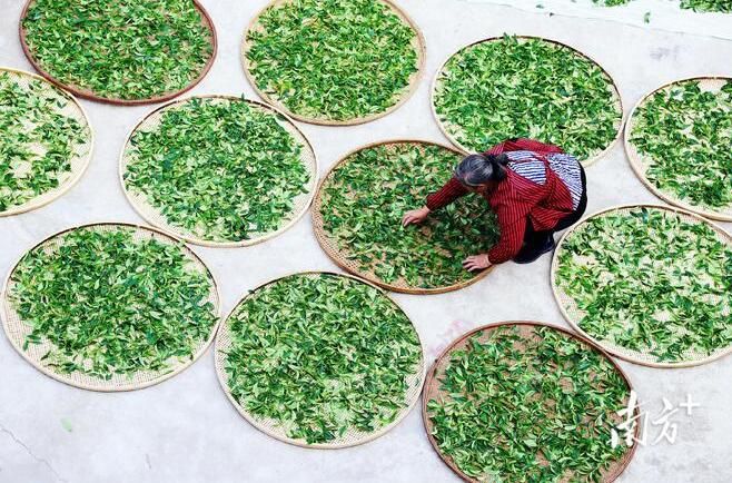 有关于古树茶飘香，凤凰采茶忙！预计今年春茶产量900多万斤的相关信息(4)