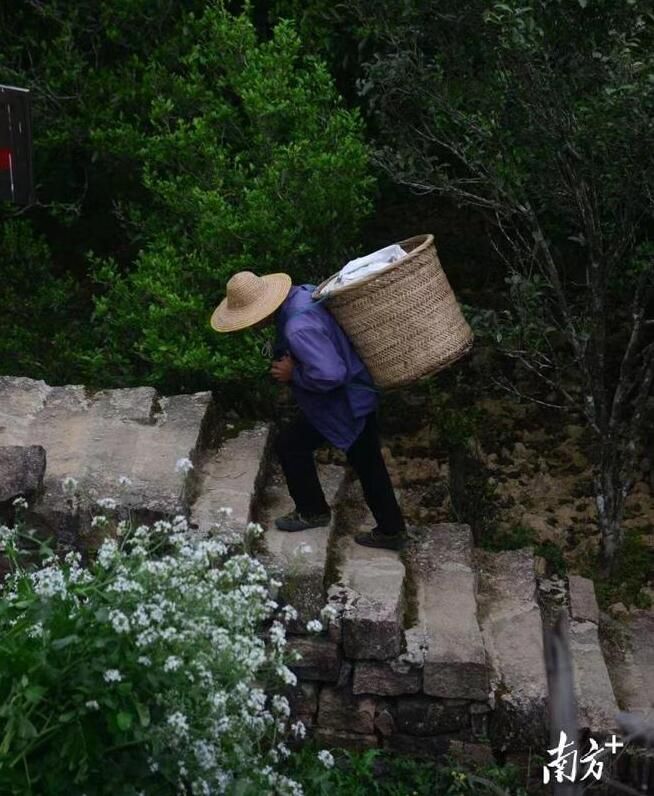 有关于古树茶飘香，凤凰采茶忙！预计今年春茶产量900多万斤的相关信息(9)