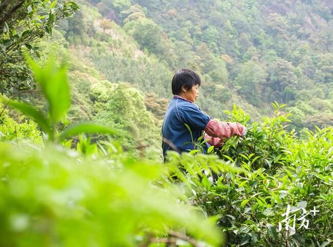 有关于古树茶飘香，凤凰采茶忙！预计今年春茶产量900多万斤的相关信息(10)