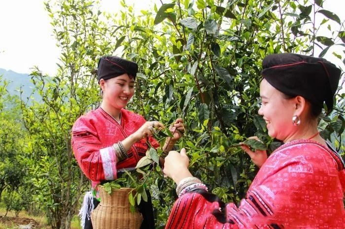 有关于广西龙胜古树茶祭茶节上演“少女飞天采茶”的最新消息(4)