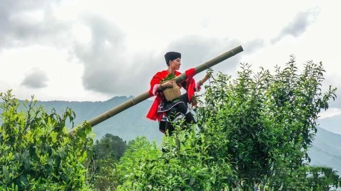 有关于广西龙胜古树茶祭茶节上演“少女飞天采茶”的最新消息(3)